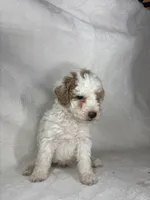 Tilly, a female Poodle - Miniature  for sale in Aubrey, TX – 5 of 7