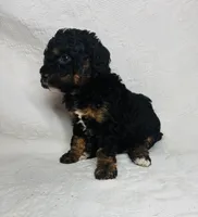 Mona, a female Poodle - Miniature  for sale in Aubrey, TX – 5 of 6