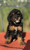 Mona, a female Poodle - Miniature  for sale in Aubrey, TX – 2 of 8