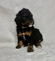 Mona, a female Poodle - Miniature  for sale in Aubrey, TX – 6 of 6