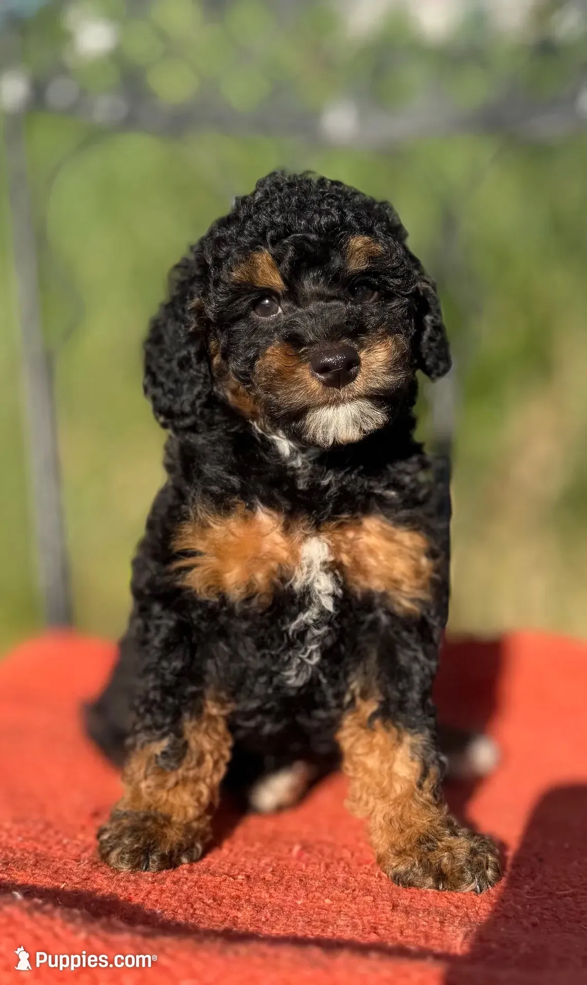 Mona, a female Poodle - Miniature  for sale in Aubrey, TX – 3 of 8
