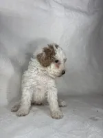 Tilly, a female Poodle - Miniature  for sale in Aubrey, TX – 4 of 7