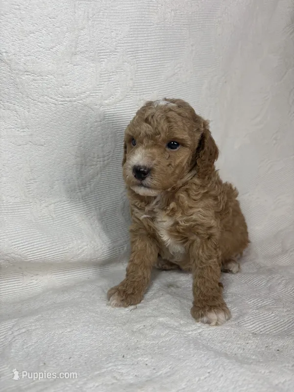 Amos – Poodle - Miniature  puppy for sale in Aubrey, TX
