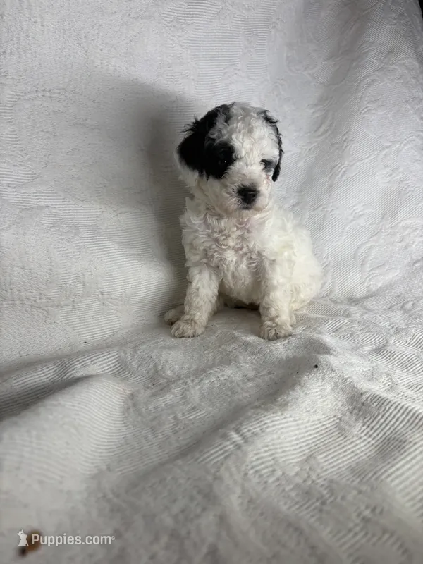 Milly – Poodle - Miniature  puppy for sale in Aubrey, TX
