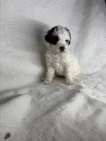 Milly, a female Poodle - Miniature  for sale in Aubrey, TX – 1 of 5