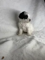 Milly, a female Poodle - Miniature  for sale in Aubrey, TX – 2 of 5