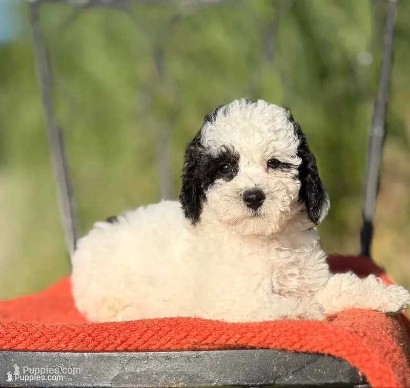 Milly – Poodle - Miniature  puppy for sale in Aubrey, TX