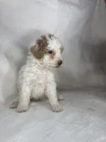 Tilly, a female Poodle - Miniature  for sale in Aubrey, TX – 7 of 7