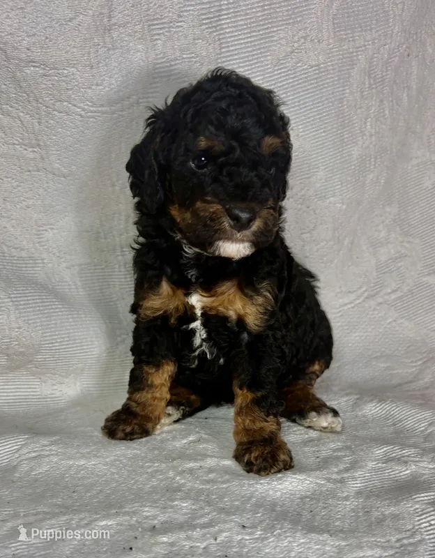 Mona – Poodle - Miniature  puppy for sale in Aubrey, TX