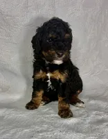 Mona, a female Poodle - Miniature  for sale in Aubrey, TX – 1 of 6