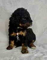 Mona, a female Poodle - Miniature  for sale in Aubrey, TX – 4 of 6