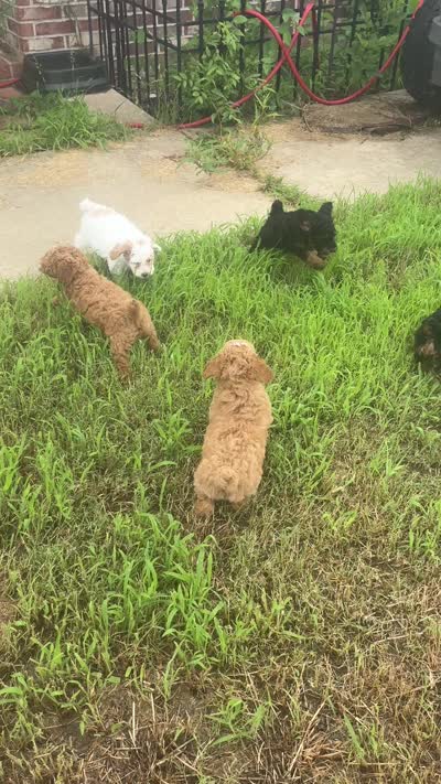 Mona, a female Poodle - Miniature  for sale in Aubrey, TX – 8 of 8