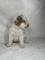 Tilly, a female Poodle - Miniature  for sale in Aubrey, TX – 6 of 7