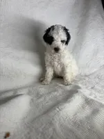 Milly, a female Poodle - Miniature  for sale in Aubrey, TX – 4 of 5