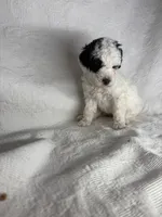 Milly, a female Poodle - Miniature  for sale in Aubrey, TX – 5 of 5