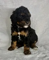 Mona, a female Poodle - Miniature  for sale in Aubrey, TX – 3 of 6