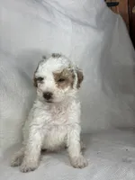 Tilly, a female Poodle - Miniature  for sale in Aubrey, TX – 2 of 7
