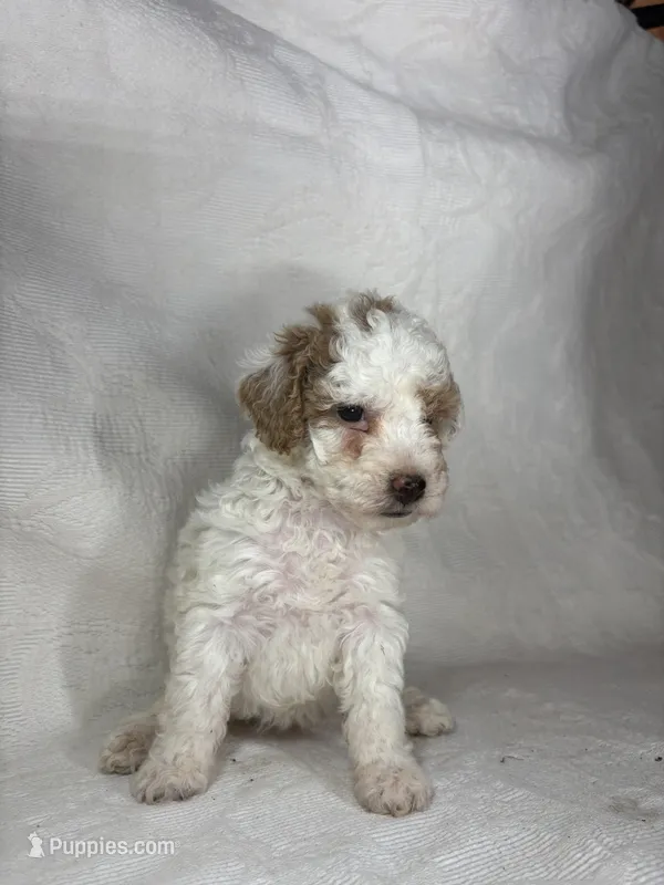 Tilly – Poodle - Miniature  puppy for sale in Aubrey, TX