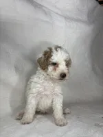 Tilly, a female Poodle - Miniature  for sale in Aubrey, TX – 1 of 7