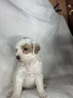Tilly, a female Poodle - Miniature  for sale in Aubrey, TX – 3 of 7