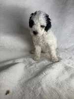 Milly, a female Poodle - Miniature  for sale in Aubrey, TX – 3 of 5