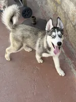Aphrodite , a female Siberian Husky for sale in El Paso, TX – 3 of 3