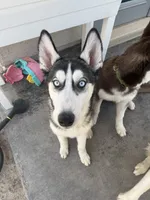 Aphrodite , a female Siberian Husky for sale in El Paso, TX – 2 of 3