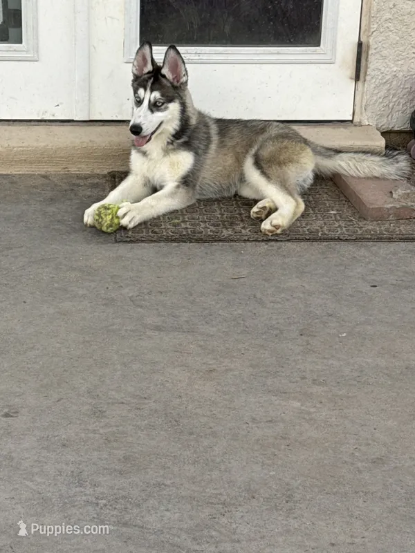 Aphrodite  – Siberian Husky puppy for sale in El Paso, TX