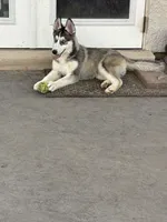 Aphrodite , a female Siberian Husky for sale in El Paso, TX – 1 of 3