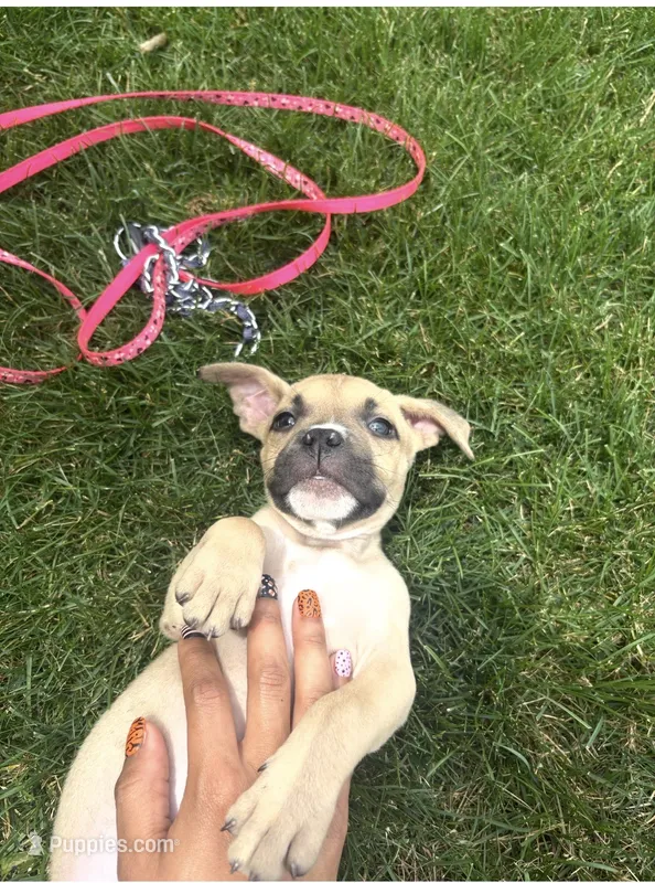 Monaleo – American Bully puppy for sale in Providence, RI