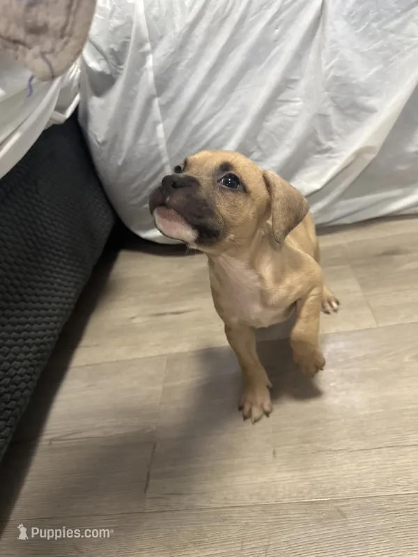 Raskell – American Bully puppy for sale in Providence, RI