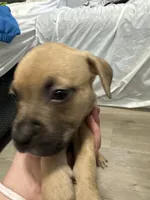 Raskell, a male American Bully for sale in Providence, RI – 2 of 2