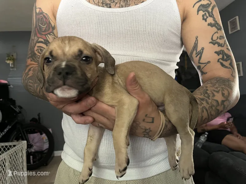 John Doe  – American Bully puppy for sale in Providence, RI