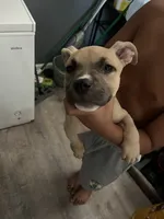 Monaleo, a female American Bully for sale in Providence, RI – 2 of 4