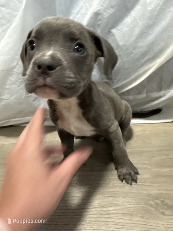 Draco – American Bully puppy for sale in Providence, RI
