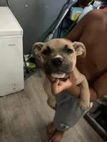Monaleo, a female American Bully for sale in Providence, RI – 3 of 4