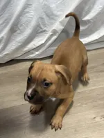 Bubba, a male American Bully for sale in Providence, RI – 1 of 4