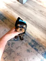 Babydoll Valentino, a male Yorkshire Terrier for sale in Sarasota, FL – 5 of 5