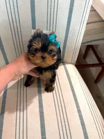 Babydoll Valentino, a male Yorkshire Terrier for sale in Sarasota, FL – 1 of 5