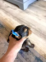 Babydoll Valentino, a male Yorkshire Terrier for sale in Sarasota, FL – 4 of 5