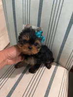 Babydoll Valentino, a male Yorkshire Terrier for sale in Sarasota, FL – 2 of 5