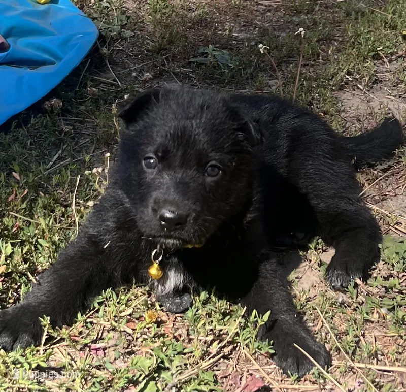 Yellow collar solid black female  – German Shepherd Dog puppy for sale in Spokane, WA
