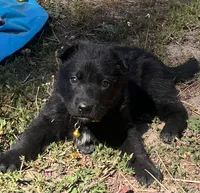 Yellow collar solid black female , a female German Shepherd Dog for sale in Spokane, WA – 1 of 1
