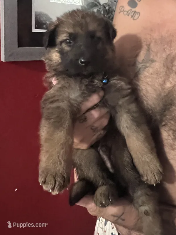 Blue collar sable male “Badger” – German Shepherd Dog puppy for sale in Spokane, WA
