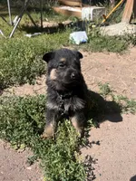 Black collar boy, a male German Shepherd Dog for sale in Spokane, WA – 1 of 1
