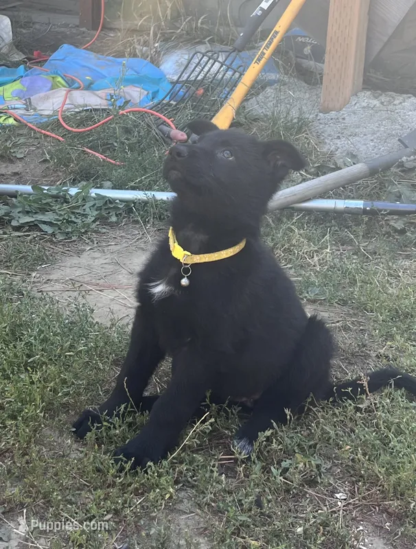 Yellow collar solid black female  – German Shepherd Dog puppy for sale in Spokane, WA