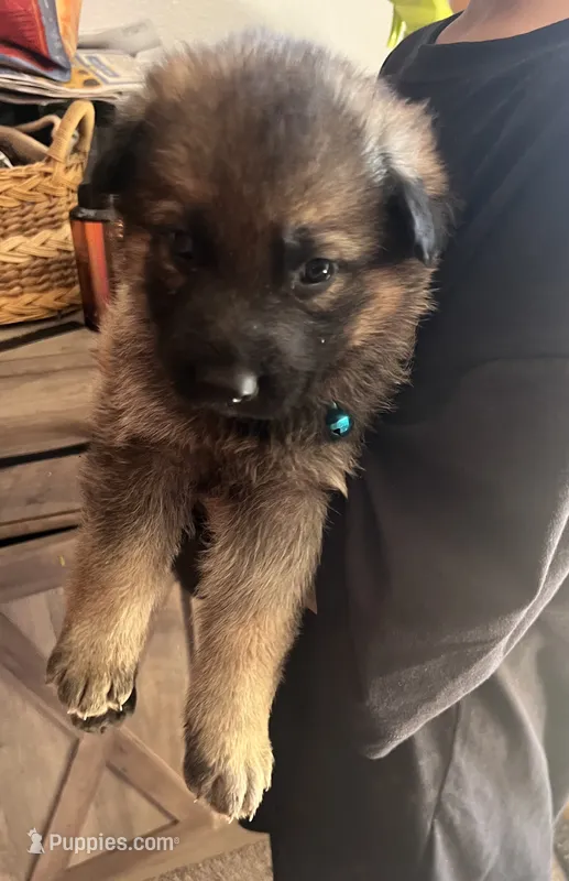 Light blue collar sable girl  – German Shepherd Dog puppy for sale in Spokane, WA