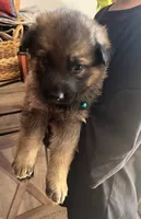 Light blue collar sable girl , a female German Shepherd Dog for sale in Spokane, WA – 1 of 1