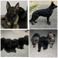 Yellow Female, a female German Shepherd Dog for sale in Spokane, WA – Photo 2 of 2