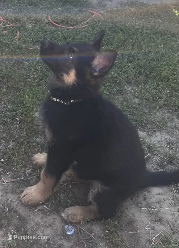 Black collar boy – German Shepherd Dog puppy on hold in Spokane, WA